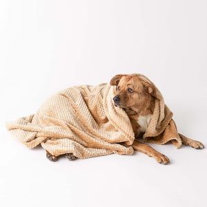 SOLID TAUPE PET BLANKET SMALL