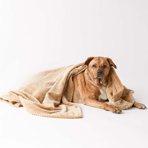 SOLID TAUPE PET BLANKET SMALL